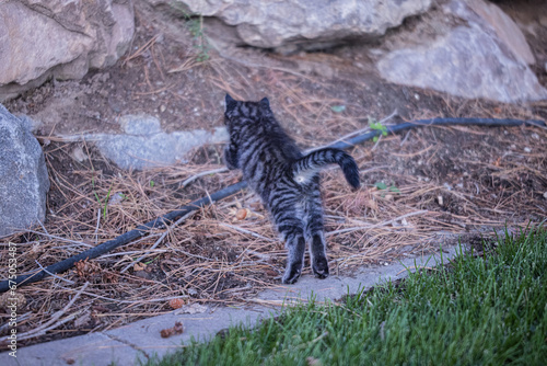 The Kitten Exploring the World
 photo