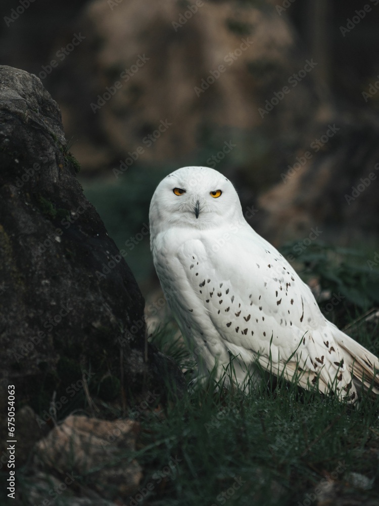 White owl sitting on top of a lush green field White owl sitting on top of a lush green field