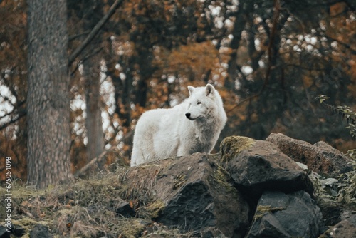 Closeup shot of a Samoyed breed dog looking aside on the background of autumn trees