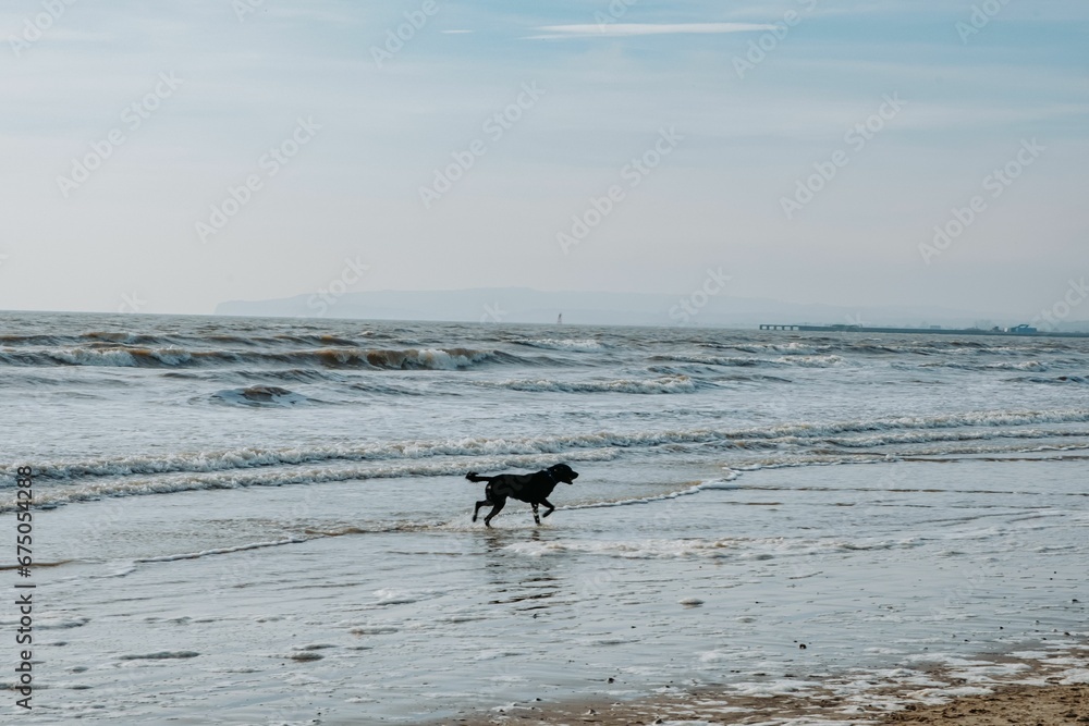 Black canine playing in the waves of the ocean Black canine playing in the waves of the ocean