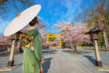 Young Japanese woman in traditional Kimono dress strolls at  Hirano-jinja Shrine during full bloom cherry blossom season