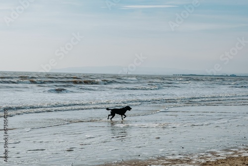 Black canine playing in the waves of the ocean