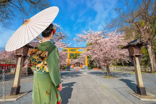 Young Japanese woman in traditional Kimono dress strolls at  Hirano-jinja Shrine during full bloom cherry blossom season