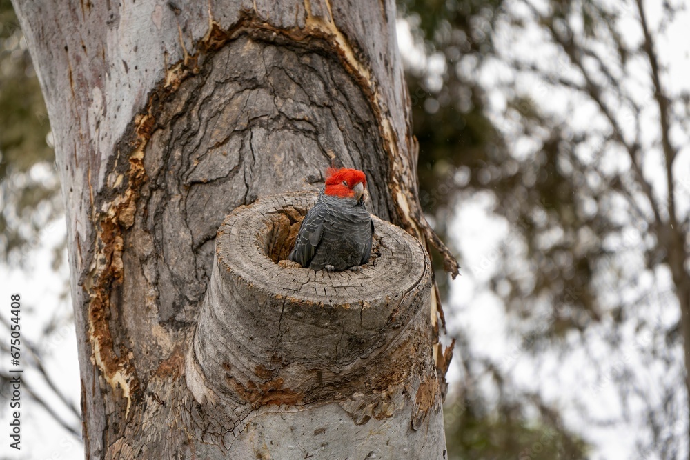 Small red-grey Gang-gang cockatoo bird with perched atop a tree stump Small red-grey Gang-gang cockatoo bird with perched atop a tree stump