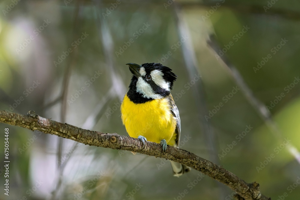 Close-up of a yellow shriketit bird perched on a thin twig Close-up of a yellow shriketit bird perched on a thin twig