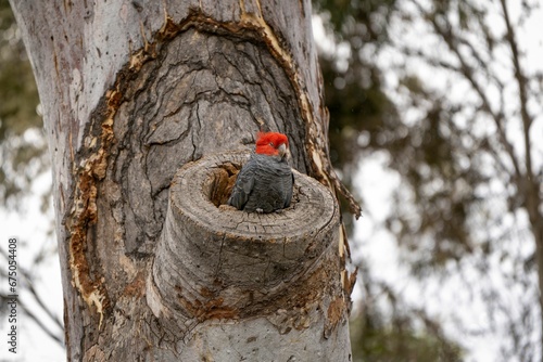 Small red-grey Gang-gang cockatoo bird with perched atop a tree stump
