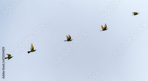Εκτύπωση καμβά Large group of birds soaring high in the bright blue sky