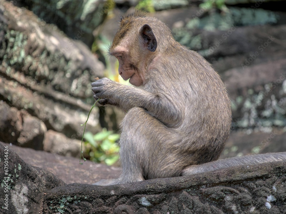 Obraz premium Young macaque monkey eating