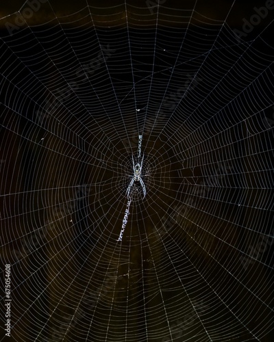 Closeup shot of a spider perched in the center of its intricate web.