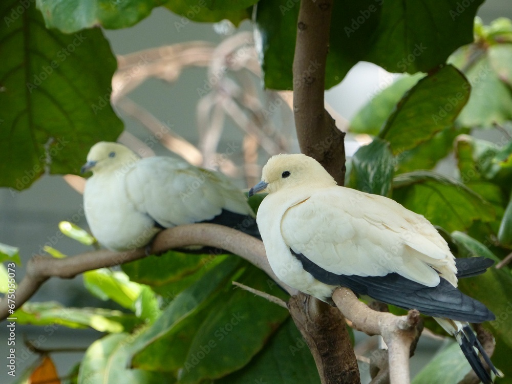 Muscat frugivorous pigeons perched on a tree branch with lush green foliage in the background