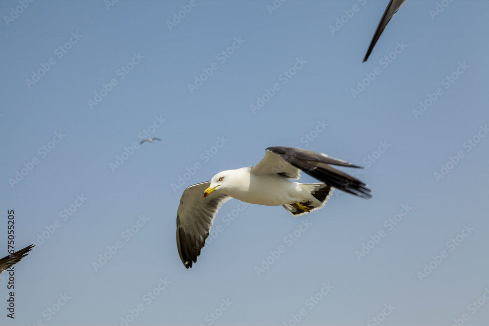 Obraz premium 새우깡을 먹으려고 서로 경쟁하는 갈매기들의 힘찬 날개짓과 경쟁구도