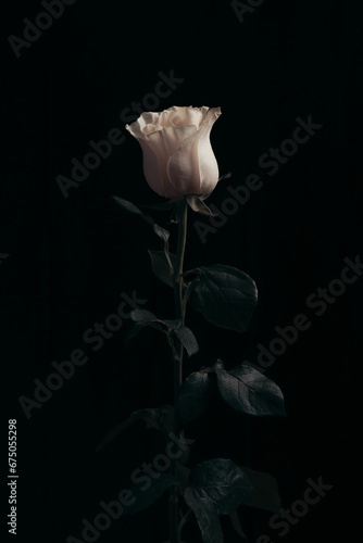 Vertical closeup of a white rose on a dark background