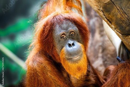 Closeup of an orangutan perched atop a tree in a lush tropical forest.