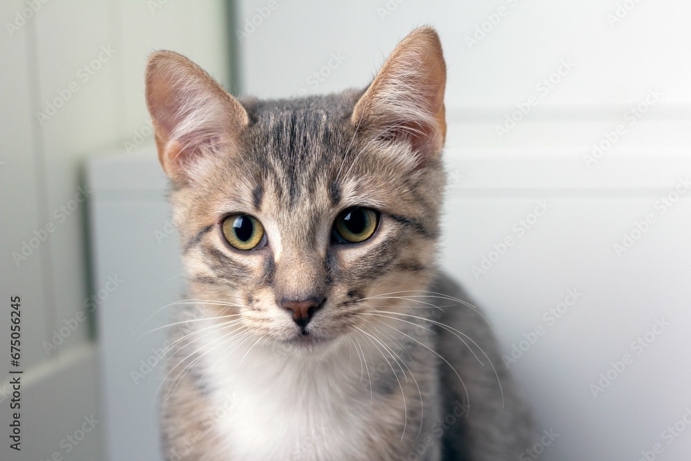 Charming gray kitten with green eyes in a room Charming gray kitten with green eyes in a room