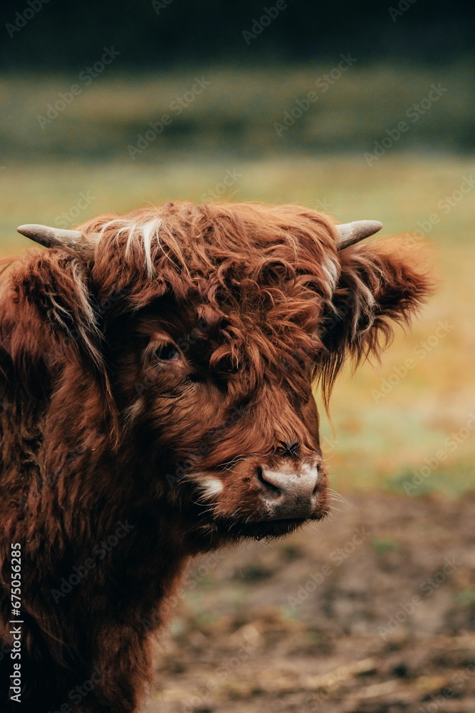 Vertical shot of a Scottish highland cow in a paddock Vertical shot of a Scottish highland cow in a paddock