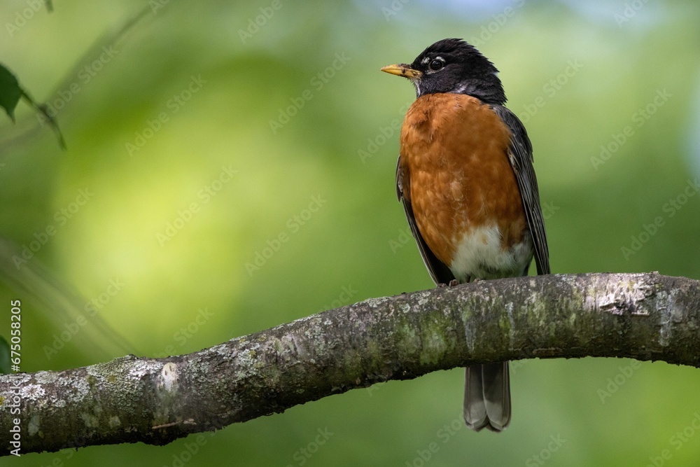 Low angle shot of an American robin perched on a tree branch in a field with a blurry background Low angle shot of an American robin perched on a tree branch in a field with a blurry background