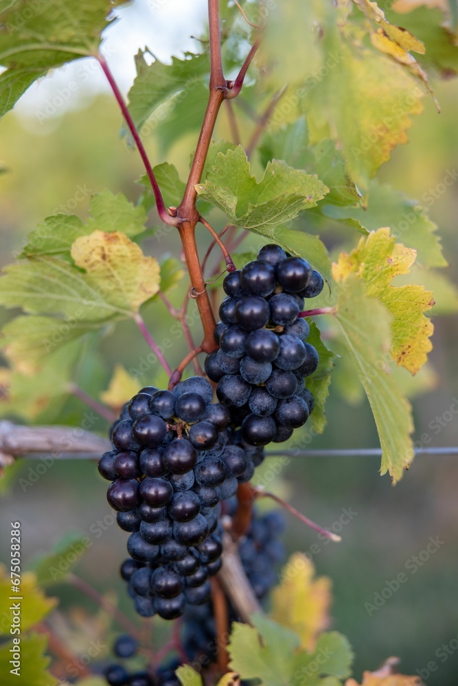 Vertical shot of fresh ripe grapes on the vines in the vineyard