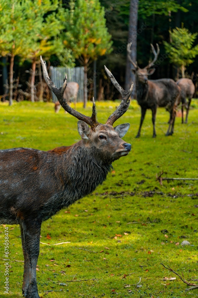 Male Sika deer adult Male Sika deer adult