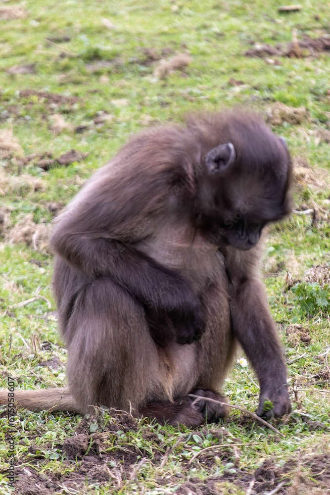 Fototapeta premium Gelada baboons at Howletts Zoo