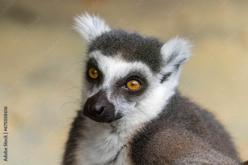 Obraz premium ring-tailed lemur at Howletts Zoo