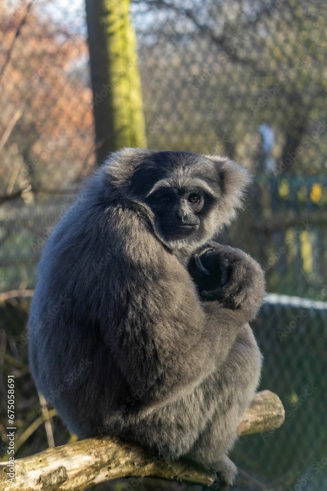 Fototapeta premium Javan gibbons at Howletts Zoo