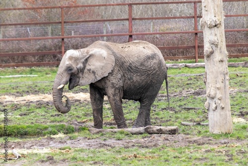 African Elephant at Howletts Zoo photo