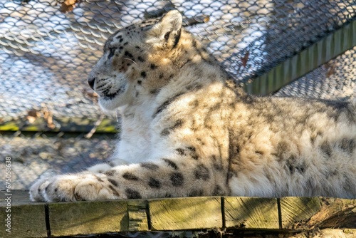 Ziva and Nuri majestic Snow Leopards at Howletts Zoo photo