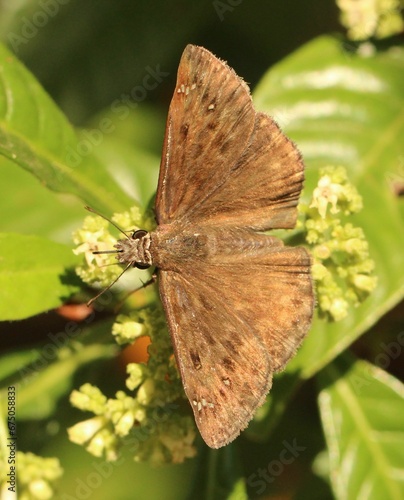 Closeup shot of Juvenal's duskywing on a green plant. photo