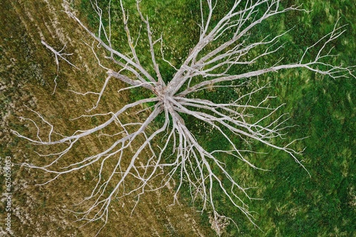a bare tree that is growing out of a grass covered field