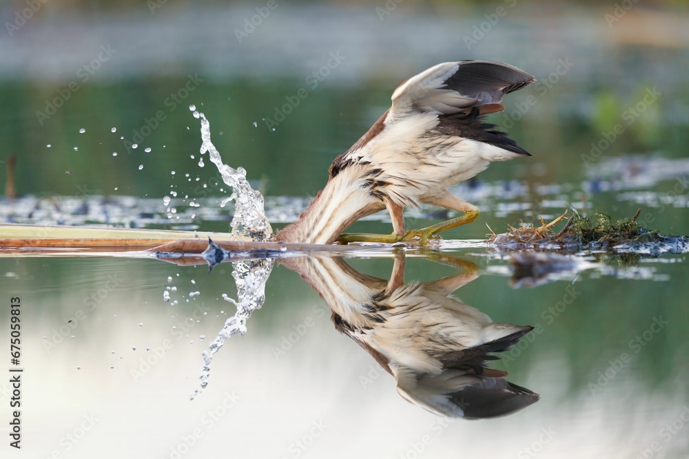Obraz premium Female little bittern looking for a prey in the water.
