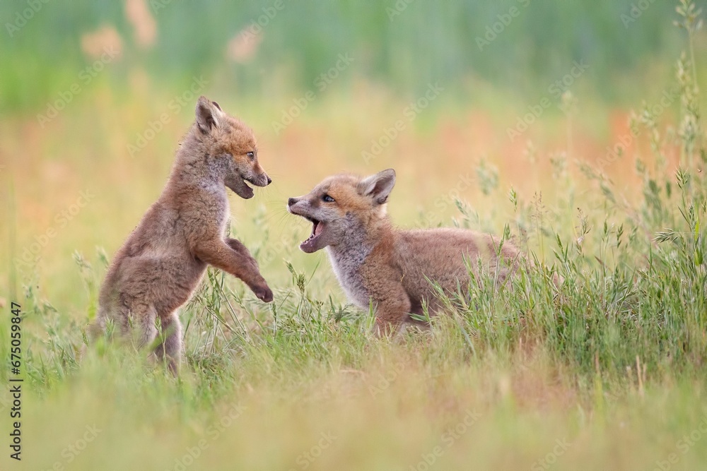 Pair of baby foxes playing in the lush grass of a field