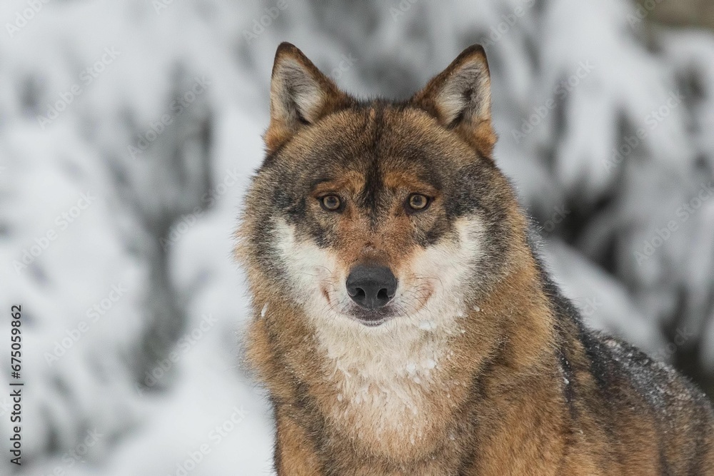Portrait of a wolf standing amongst a backdrop of snowy pine trees.