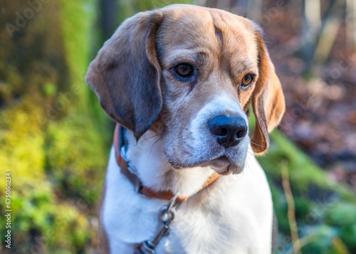 Closeup of a beagle in a forest © Wirestock