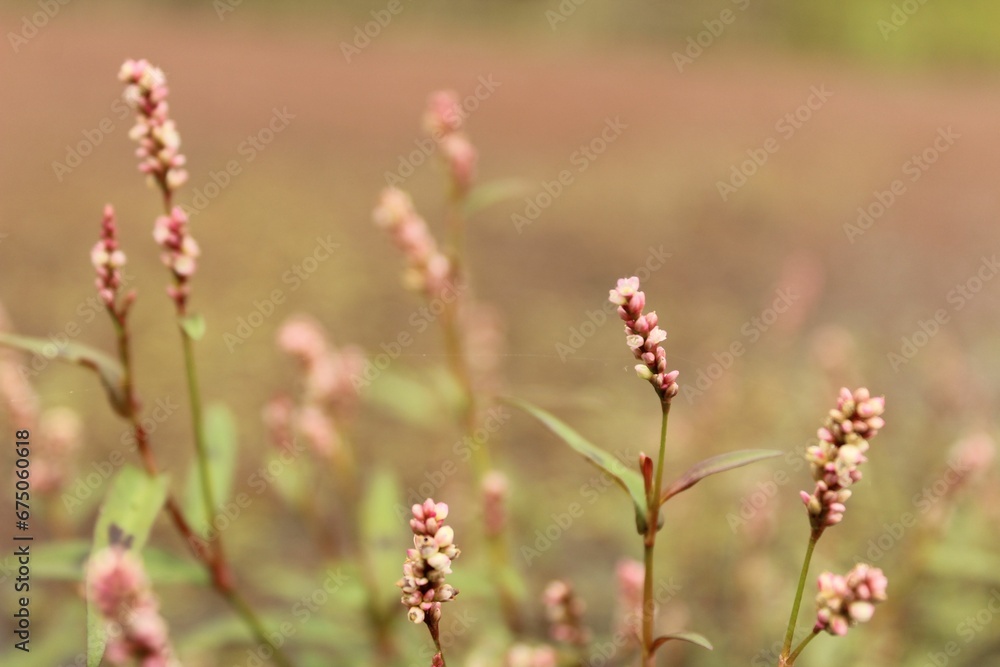 Closeup shot of redshank, Persicaria maculosa. Closeup shot of redshank, Persicaria maculosa.