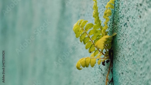 Close-up shot of a small green plant growing in the corner of a wall. photo