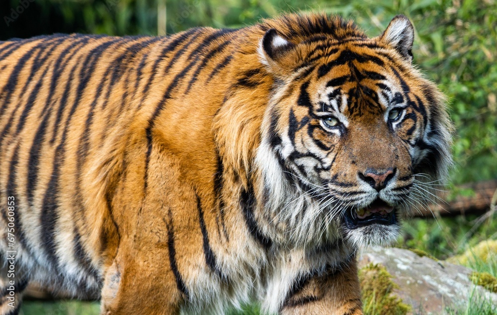 Fototapeta premium Closeup of a Bengal tiger walking in a lush grassy forest