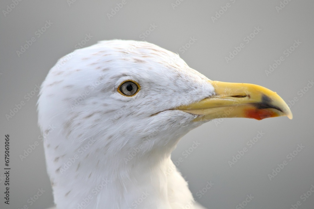 Close up shot of a seagull with a vibrant orange beak perched on a rocky shore Close up shot of a seagull with a vibrant orange beak perched on a rocky shore