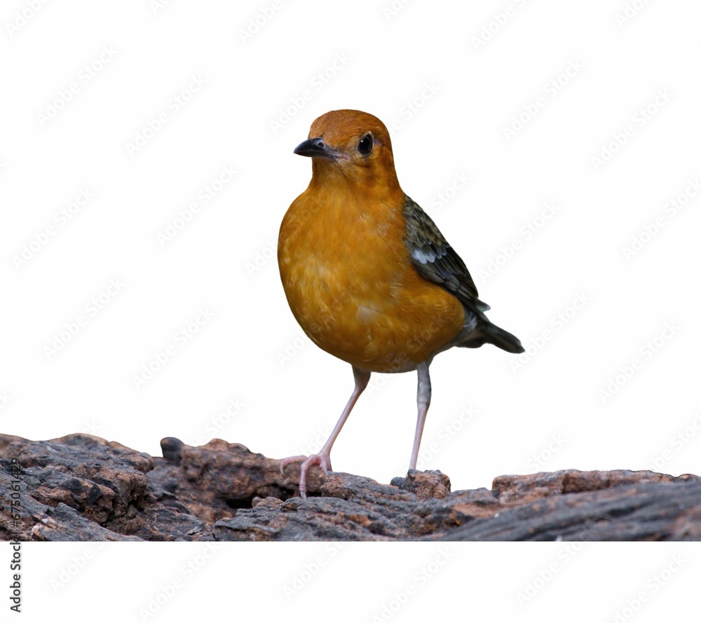 Fototapeta premium Beautiful orange-headed thrush bird perched on a tree branch isolated on a white background