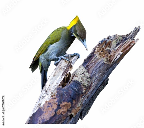 Beautiful yellownape bird perched on a tree branch isolated on a white background photo