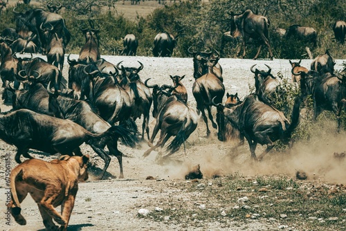 Фотография Herd of wildebeests running on a dusty field escaping a lion predator