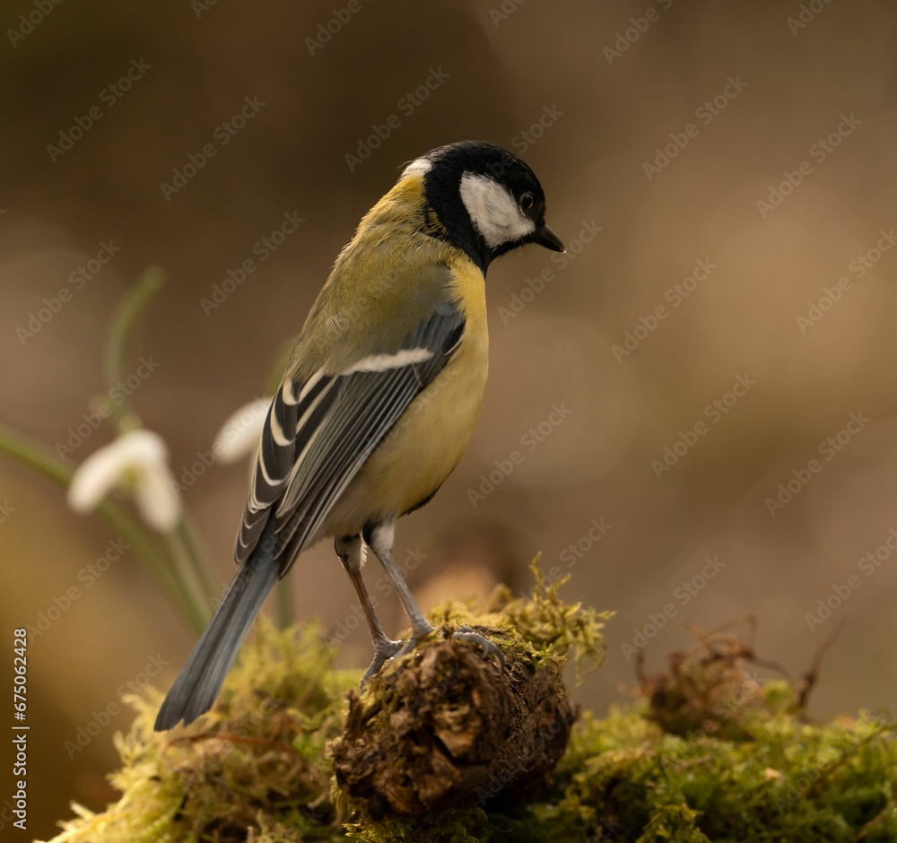 Obraz premium Great tit in its natural habitat