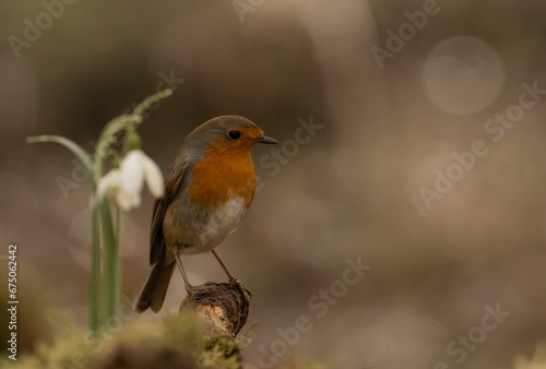 Selective focus shot of a robin in its natural habitat