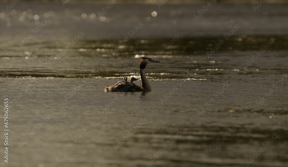 Selective focus shot of a great crested grebe bird swimming on a pond surface
