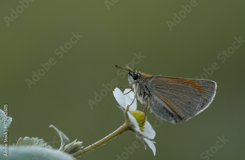 Small butterfly perched atop a delicate flower stem