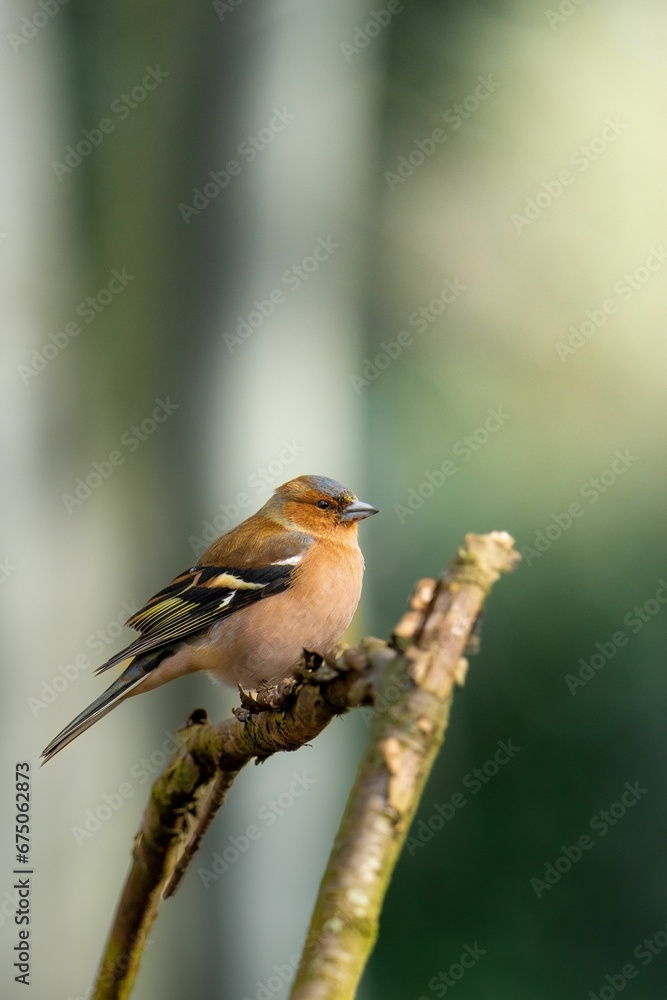 Fototapeta premium Vertical shot of a common chaffinch perched on a tree branch with a blurry background