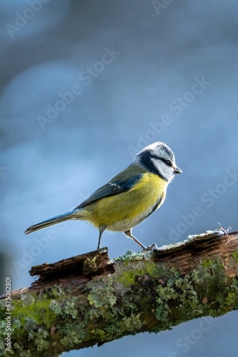 Vertical shot of a Eurasian blue tit perched atop a leafy tree branch in a lush forest setting