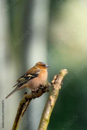 Vertical shot of a common chaffinch perched on a tree branch with a blurry background © Wirestock