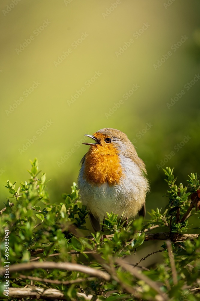 European robin bird perched on a lush green bush in a lush green forest environment