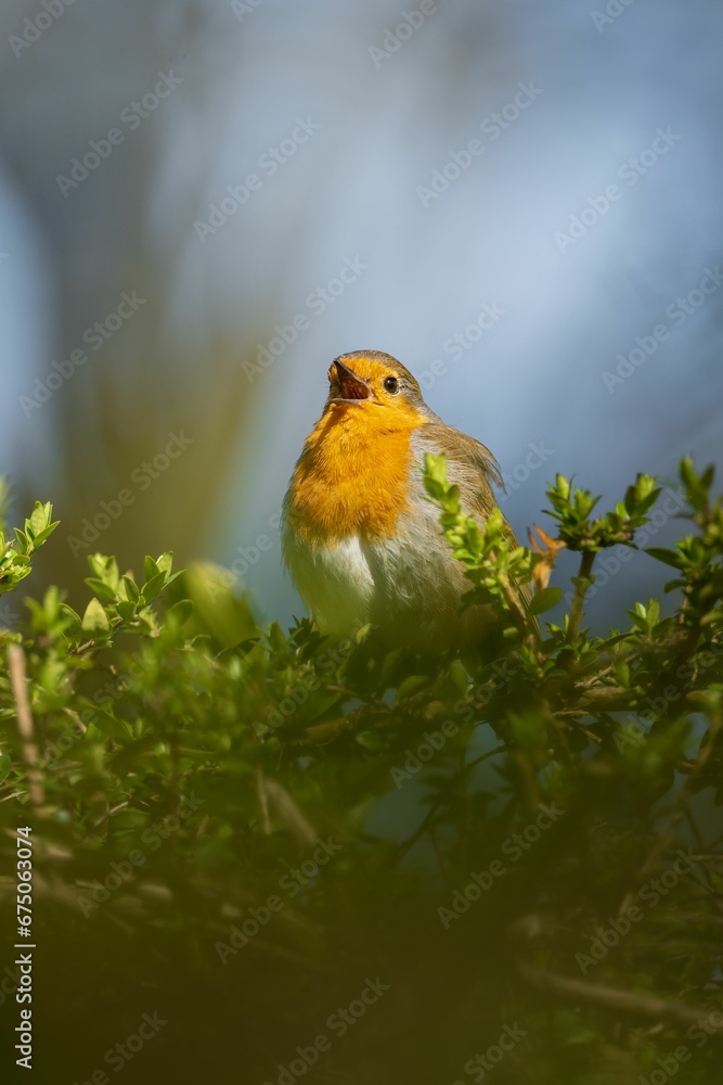 Ταπετσαρία Closeup shot of a beautiful orange robin bird perched on lush green foliage