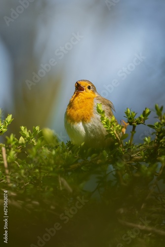 Bild auf Leinwand Closeup shot of a beautiful orange robin bird perched on lush green foliage